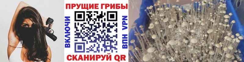 shop какой сайт  сколько стоит  Сыктывкар  Псилоцибиновые грибы MAGIC MUSHROOMS 